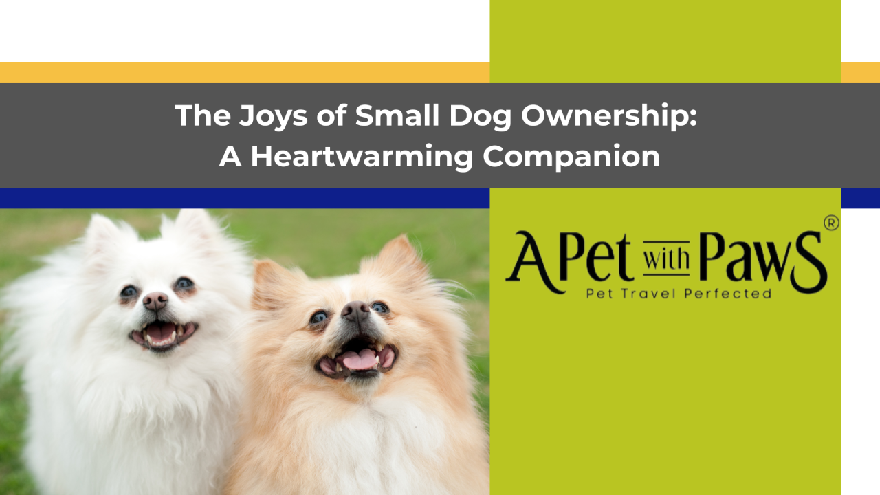 The Joys of Small Dog Ownership: A Heartwarming Companion