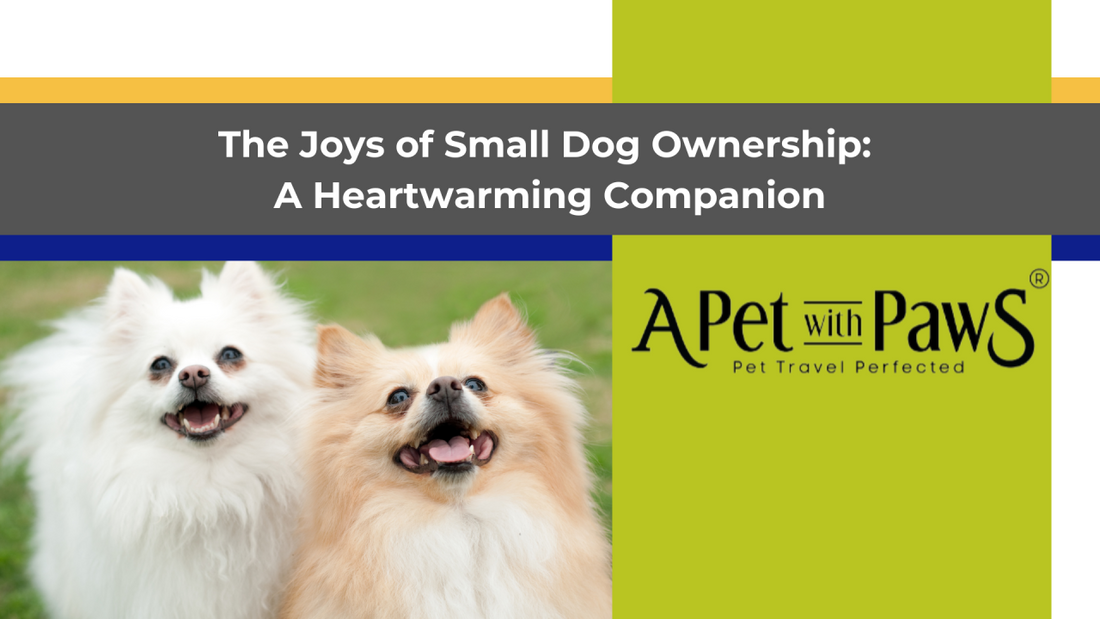 The Joys of Small Dog Ownership: A Heartwarming Companion