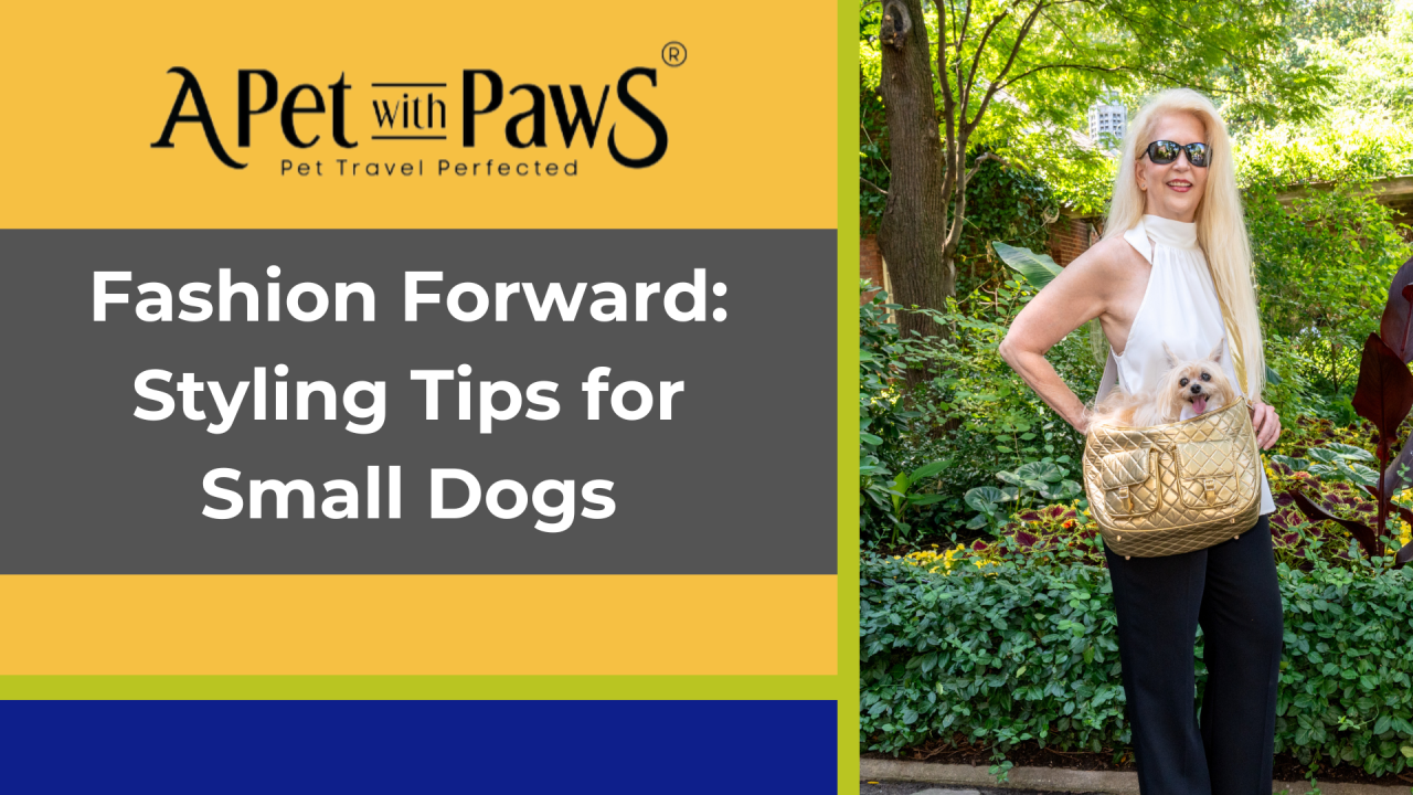 Fashion Forward: Styling Tips for Small Dogs