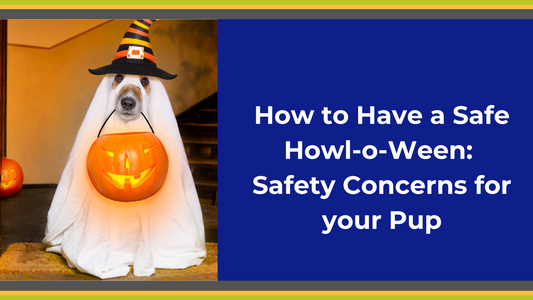 How to Have a Safe Howl-o-Ween: Top Safety Concerns for Your Pup