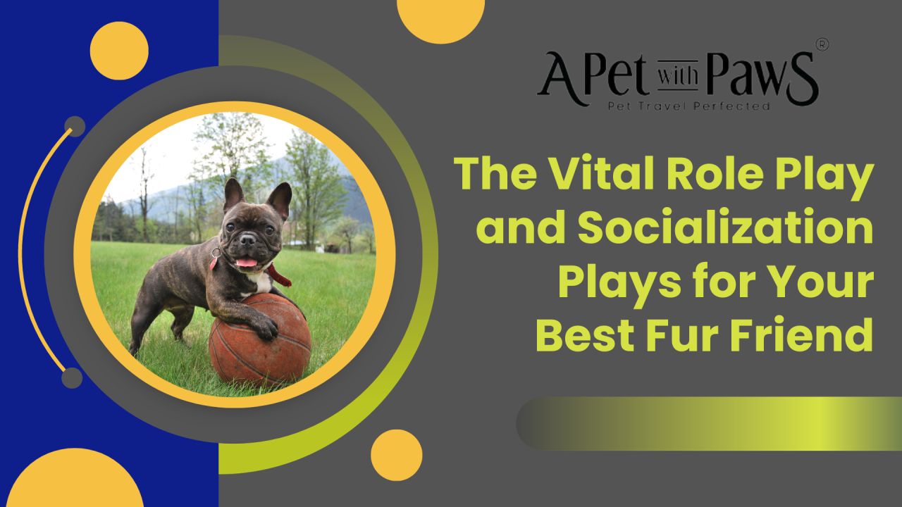 The Vital Role Play and Socialization Plays for Your Best Fur Friend