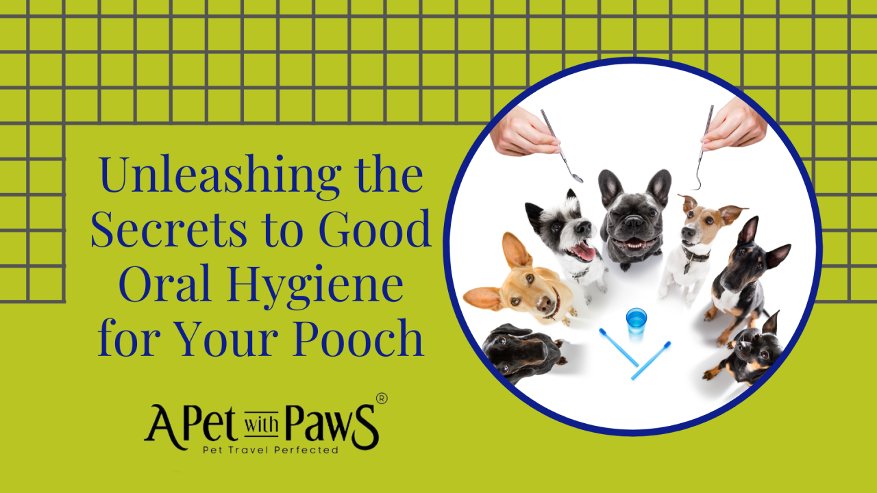 Unleashing the Secrets to Good Oral Hygiene for Your Pooch