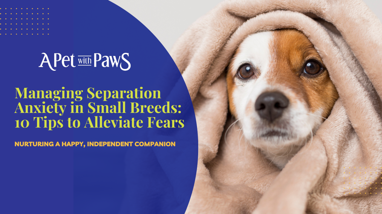 Managing Separation Anxiety in Small Breeds: 10 Tips to Alleviate Fears