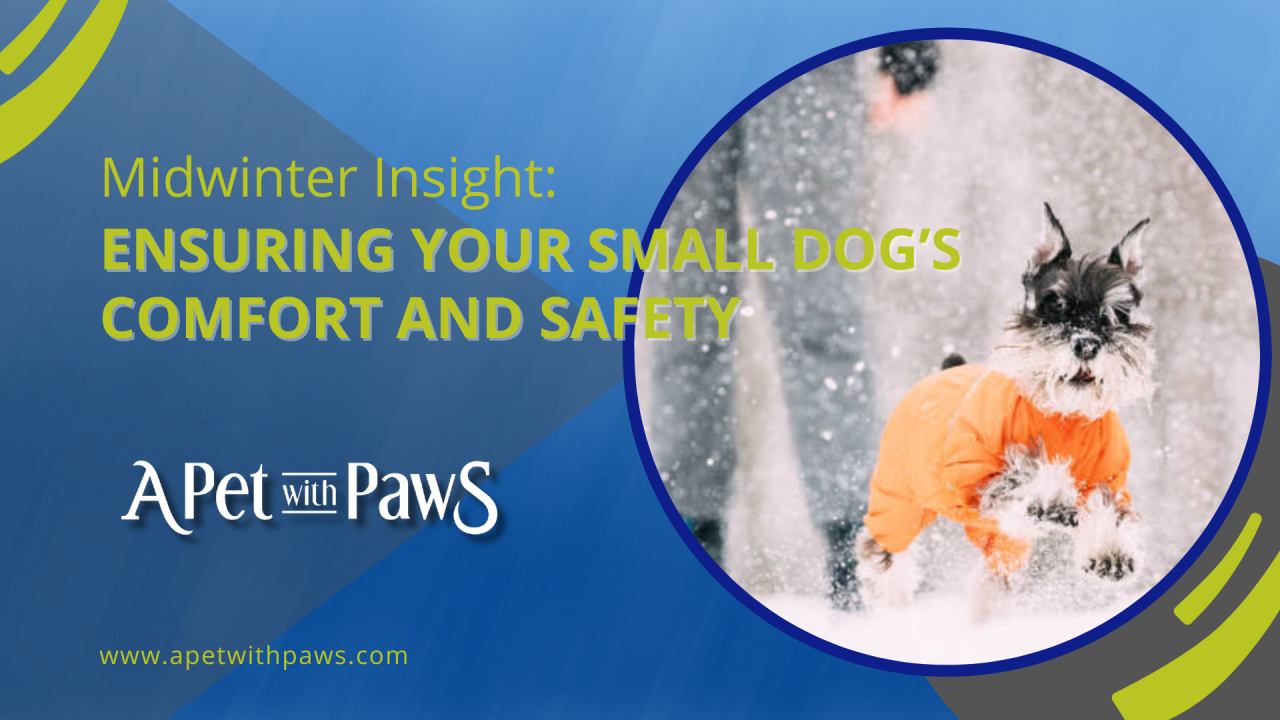 Midwinter Insight: Ensuring Your Small Dog’s Comfort and Safety