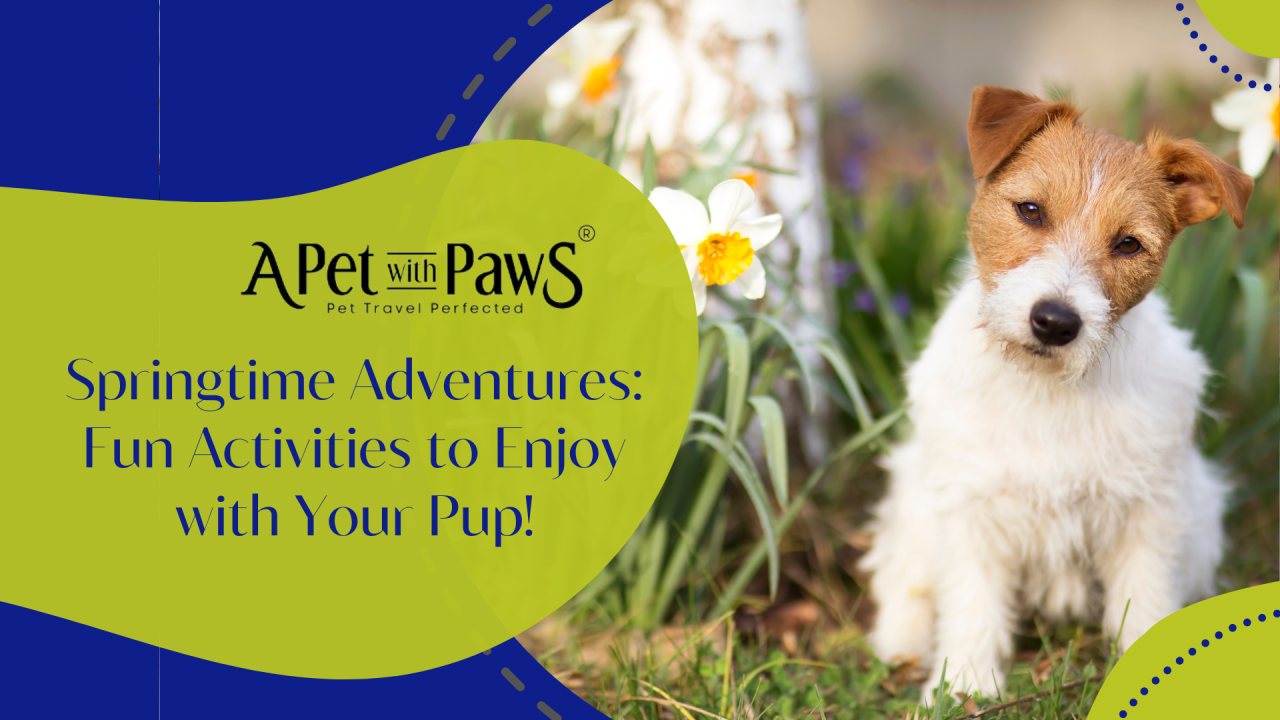 Springtime Adventures: Fun Activities to Enjoy with Your Pup!