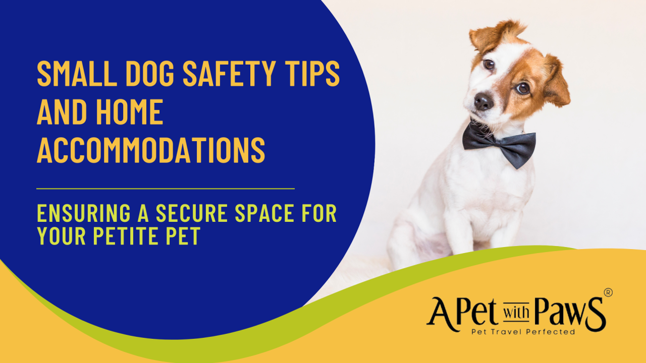 Small Dog Safety Tips and Home Accommodations