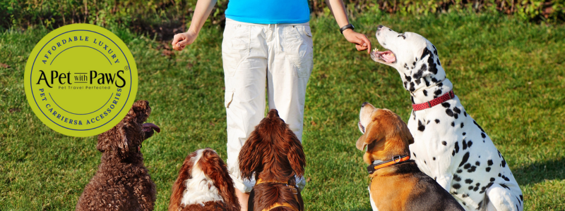 Dog Training Bags